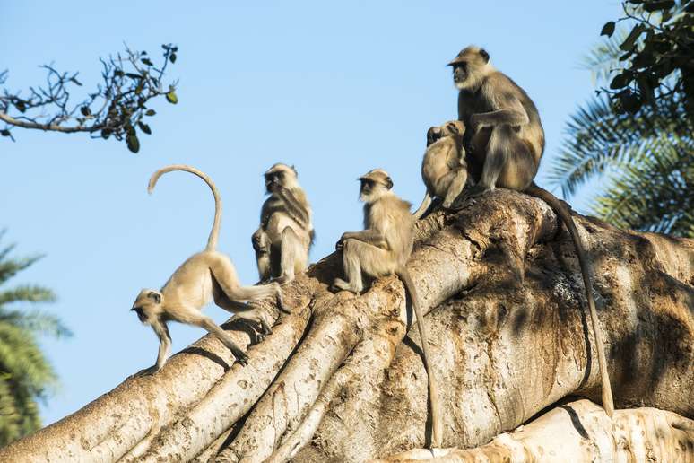 Família de macacos langur, comuns na Índia