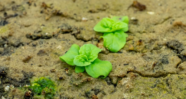 Pesquisadores germinam sementes centenárias em universidade dos Estados Unidos