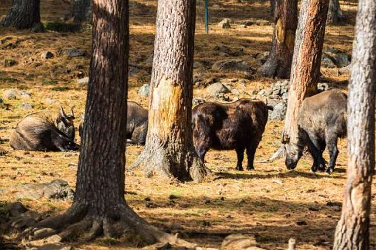 Rebanho de takins. (Fonte: GettyImages/Reprodução)