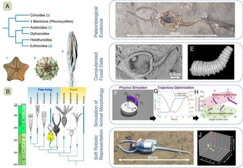 Ao estudar o fóssil e reconstruir o pleurocistídeo de quase meio bilhão de anos, os cientistas conseguem descobrir mais sobre como a movimentação evoluiu junto com as espécies (Imagem: Destnik et al./Engineering)