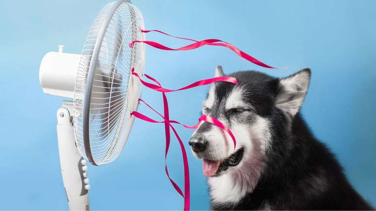 Veja como o calor afeta os pets e como ajudá-los - Shutterstock