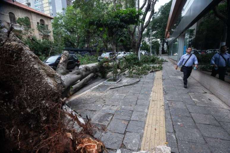 Risco de queda de árvores é uma das possibilidades de aviso dos alertas emitidos pela Defesa Civil.
