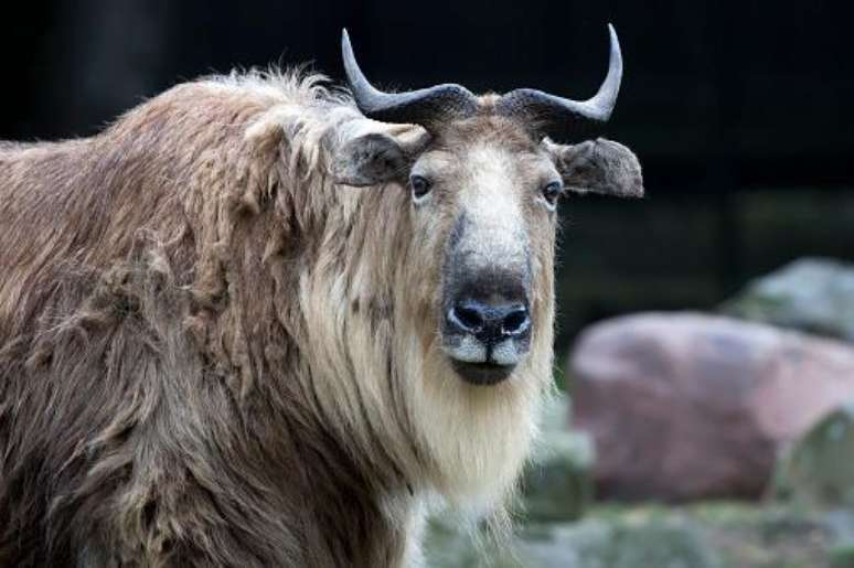 Takins estão ameaçados de extinção. (Fonte: GettyImages/Reprodução)