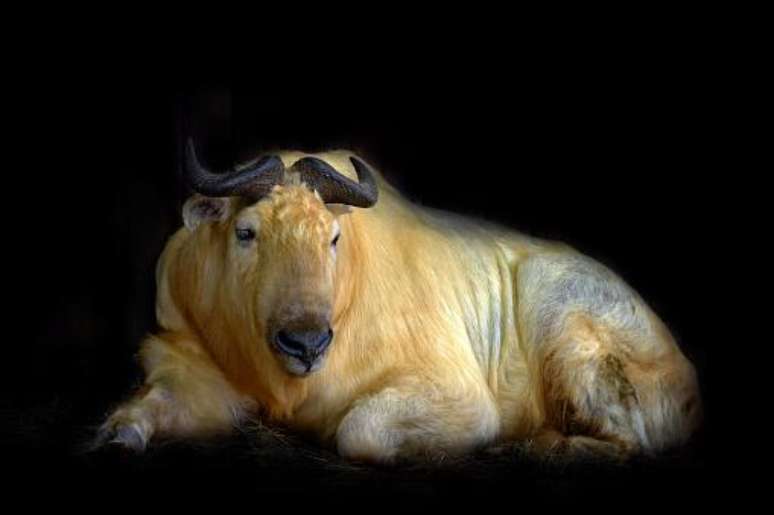 Takins chegam, em média, aos 350 kg. (Fonte: GettyImages/Reprodução)
