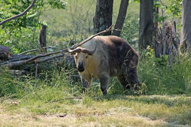 Takin na natureza. (Fonte: GettyImages/Reprodução)