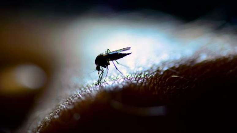 Palavra mosquito pode ter derivado do irritante barulho das asas do inseto. (Fonte: Getty Images / Reprodução)