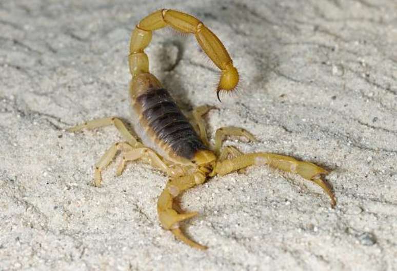 Escorpiões menores tendem a ser os mais venenosos. (Fonte: GettyImages/Reprodução)