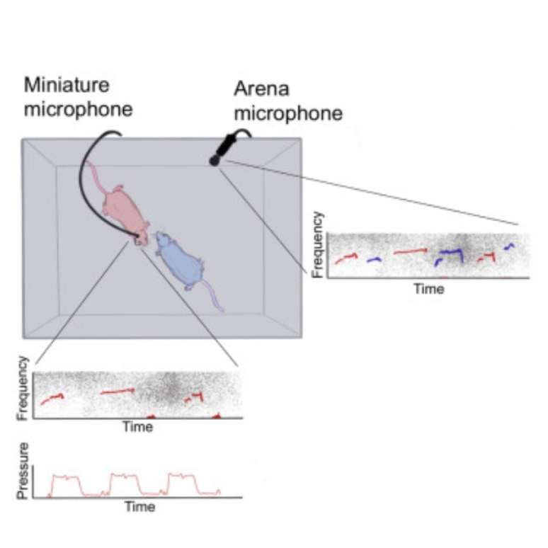 Esquema de gravação dos sons usado pelos pesquisadores. (Fonte: Cell Reports Methods/Divulgação)