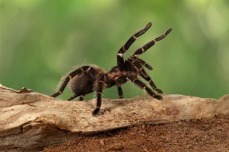 Aranhas são animais artrópodes. (Fonte: Getty Images / Reprodução)