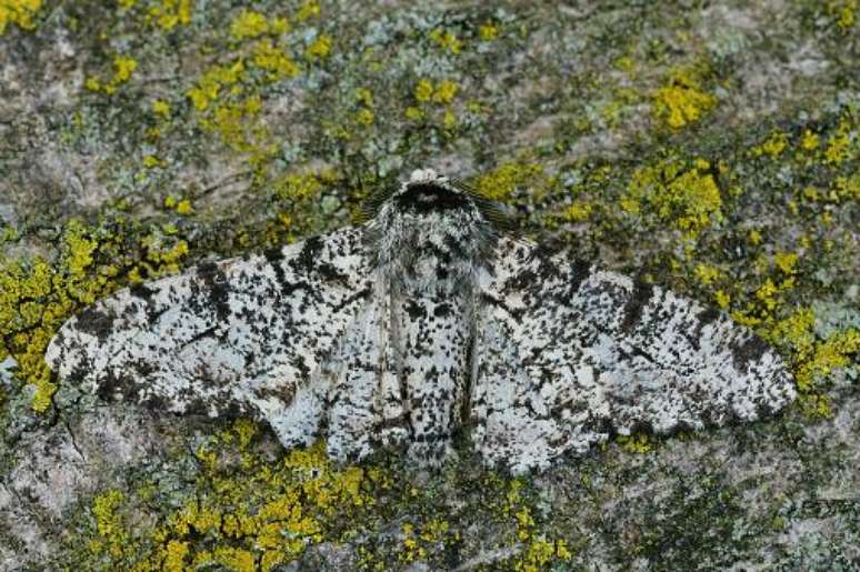 Mariposas são experts na arte da camuflagem. (Fonte: Getty Images / Reprodução)