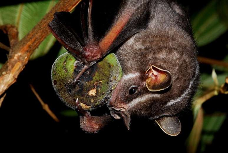 Maioria dos morcegos se alimenta de insetos e plantas. (Fonte: WikimediaCommons/Reprodução)