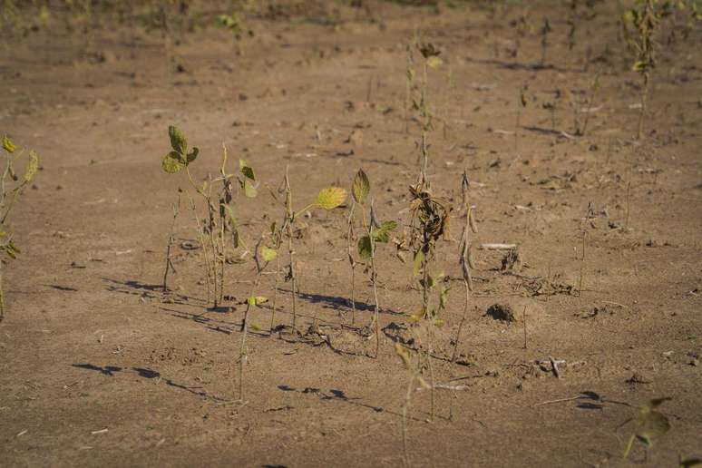 Lavouras de soja foram severamente afetadas na última safra de verão na Argentina