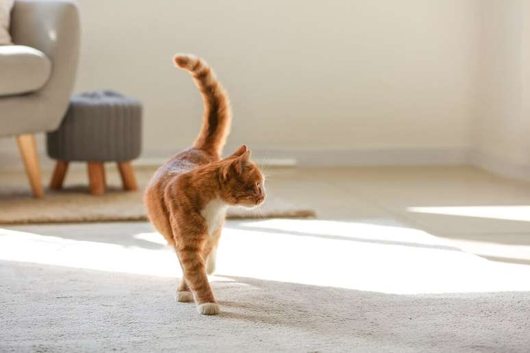 Tapetes antiderrapantes criam caminhos táteis para os gatos cegos 