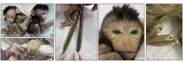 Macaco quimérico tem áreas como olhos e ponta dos dedos fluorescentes. (Fonte: Cell - Jing Cao et al/ Divulgação)