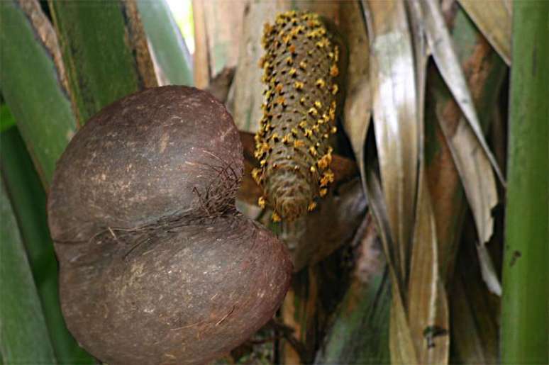 A semente do coco-do-mar ao lado da espiga de uma planta macho. (Fonte: Wikimedia Commons / Reprodução)