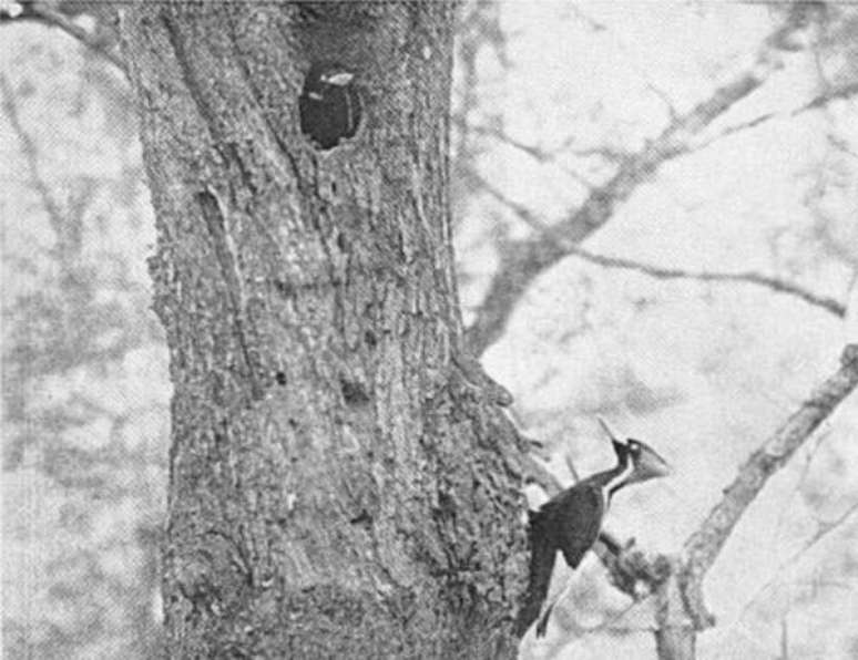 Pica-pau-bico-de-marfim fotografado em 1935. (Fonte: WikimediaCommons/Reprodução)