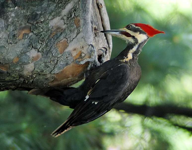 Um pica-pau-grande-americano (Dryocopus pileatus). (Fonte: WikimediaCommons/Reprodução)