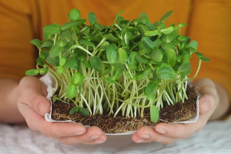Microgreens have gained prominence and experts highlight their various benefits Microgreens have gained prominence and experts highlight their various benefits
