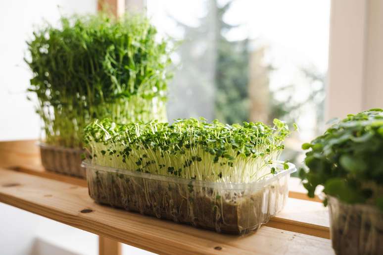 Why you should include microgreens in your diet