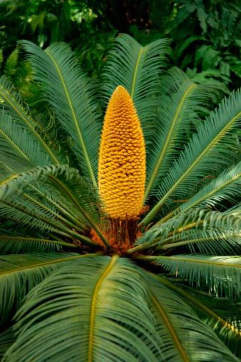 (Fonte: GettyImages)