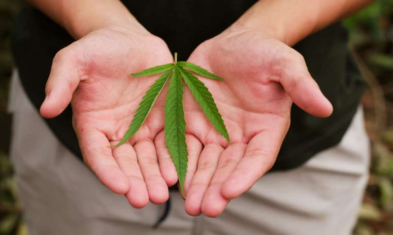 Câncer de próstata: cannabis pode complementar tratamento da doença -