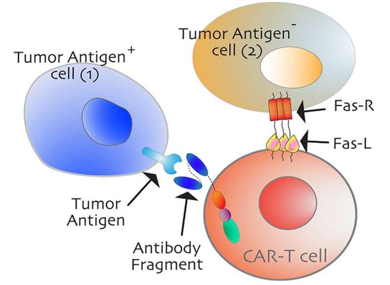 Uma célula tumoral negativa para antígenos, representada na cor dourada à direita, é eliminada pela morte