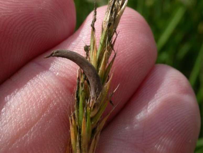 Ergot. (Fonte: Getty Images / Reprodução)