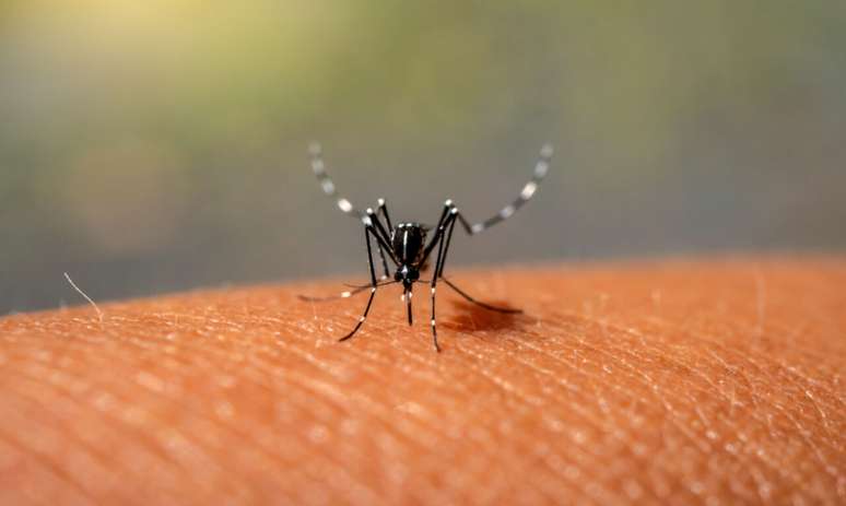 Casos de dengue aumentam no calor: vacina é a melhor forma de prevenção -