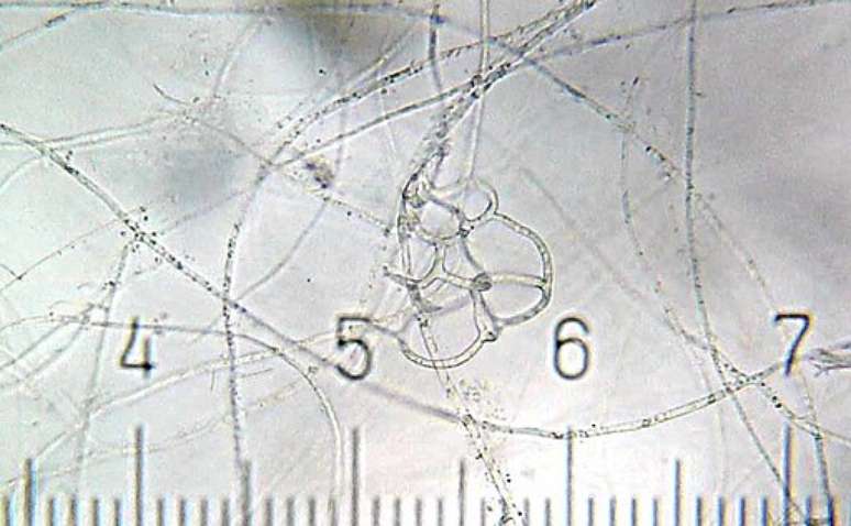 Arthrobotrys oligospora. (Fonte: Wikimedia Commons / Reprodução)