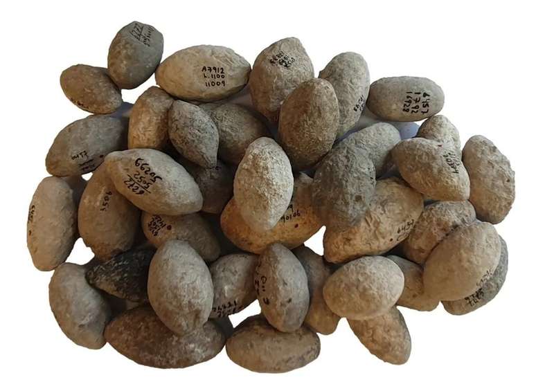 Pedras de funda encontradas em 'En Zippori, no Levante, indicando as primeiras guerras em larga escala da região, datadas da Idade do Cobre (Imagem: Gil Haklay/Israel Antiquities Authority)