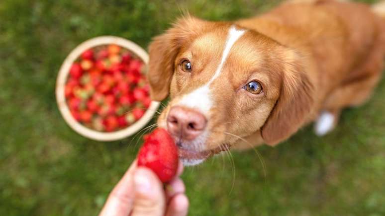 Entenda quais frutas pode oferecer para os cães - Shutterstock