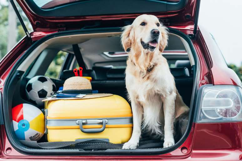 Alguns cachorros podem se sentir enjoados durante a viagem de carro 