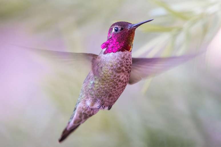 Imagem de Como os beija-flores consegue voar em espaços tão pequenos? no megacurioso