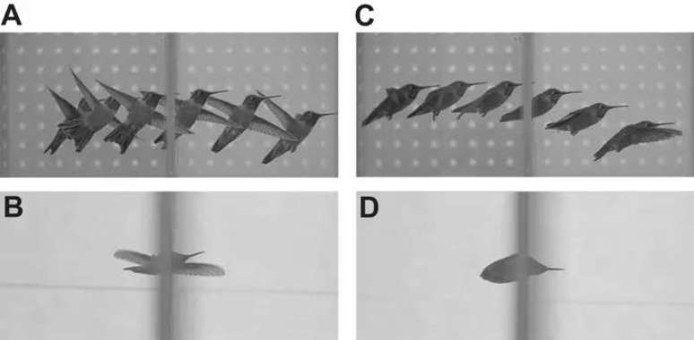 Figuras A e B mostram o voo lateral. Figuras C e D mostram o voo