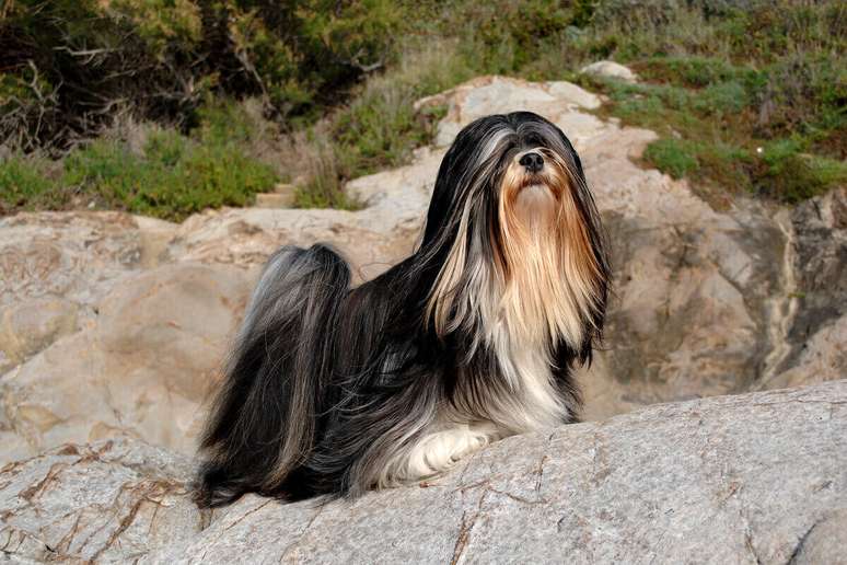 Apesar dos pelos longos e densos, os cães da raça lhasa apso soltam pouco pelo 