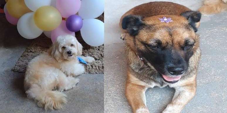 cachorros esquecidos em carro de pet shop