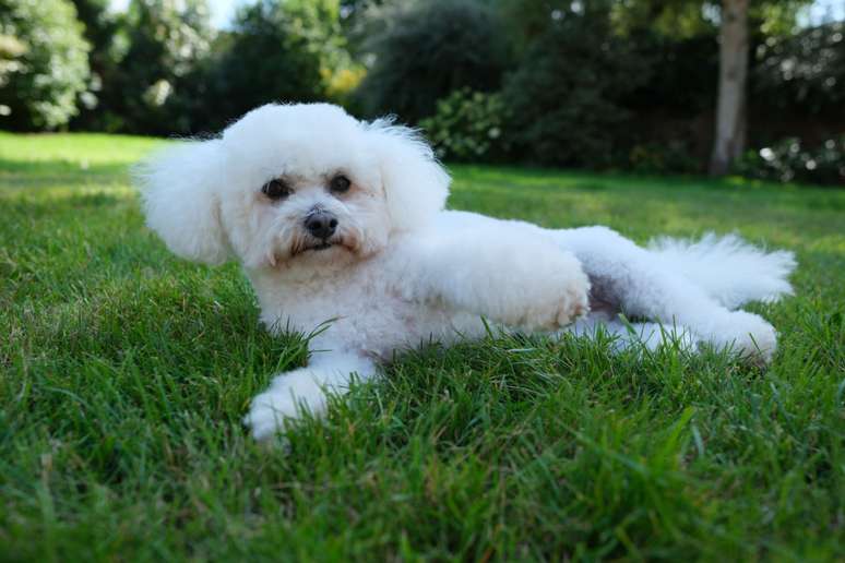 O bichon frisé é um cão de pelagem fofa e macia 