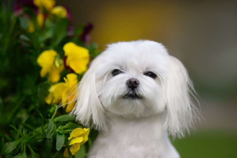 Os cachorros da raça maltês possuem uma pelagem branca e macia, que tende a não soltar muito pelo