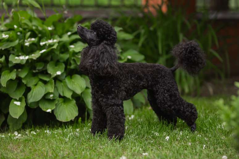 O poodle possui pelagem encaracolada que não solta muito pelo 