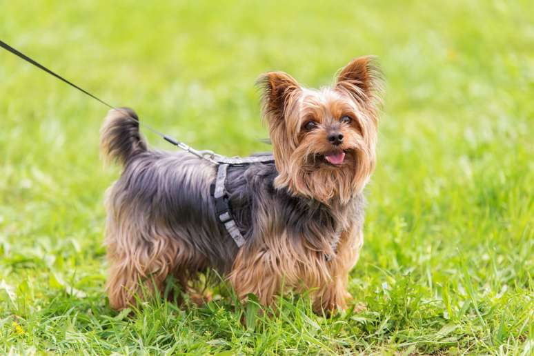 Apesar dos pelos longos e lisos, os yorkshire terriers soltam pouco pelo 