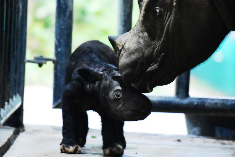 Filhote de rinoceronte-da-sumatra nasce em santuário na Indonésia