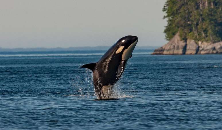 Ciência pode explicar se a orca é considerada como uma baleia ou como um golfinho (Imagem: Thomas Lipke/Unsplash)
