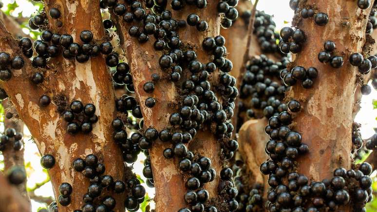 A jabuticaba entrou em lista de melhores frutas do mundo - Shutterstock