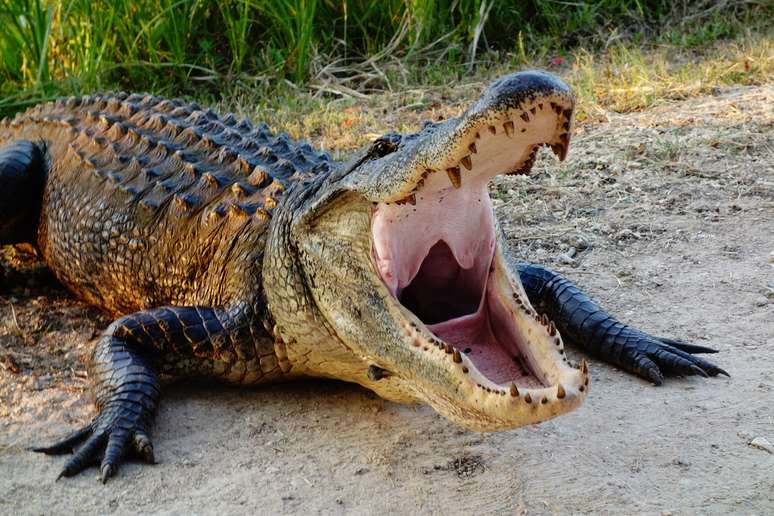 Imagem de Sons sinistros da natureza: 6 animais que fazem barulhos assustadores no megacurioso