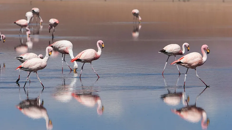 Os flamingos-de-james, também conhecidos como flamingos-da-puna, vivem em grandes altitudes na Argentina, Bolívia, Chile e Peru