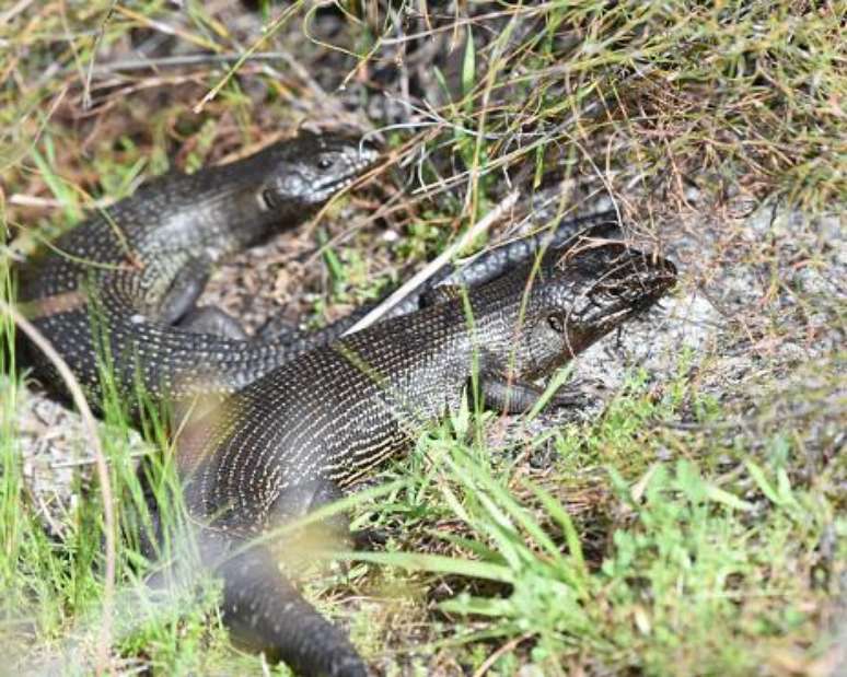 A espécie Tiliqua scincoides apresenta interações sociais complexas. (Fonte: Getty Images / Reprodução)