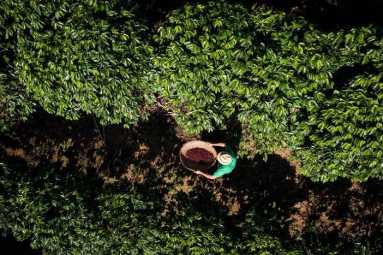 O café, quando plantado em meio a espécies nativas, pode ajudar na agricultura regenerativa de determinada região.