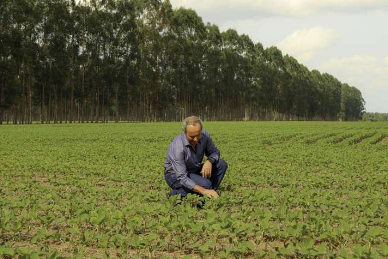 Invaldo Weis adotou o método ILPF (integração lavoura, pecuária e floresta) na Fazenda Esperanca, e tem produção de soja, gado e plantação de eucalipto