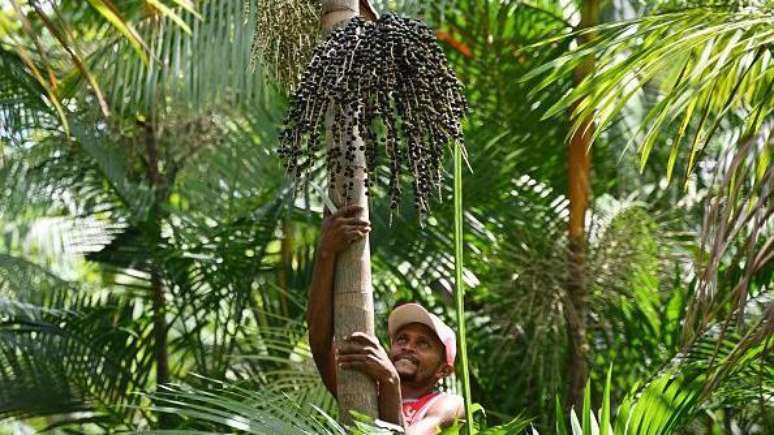 Nova industrialização brasileira deve levar em conta a biodiversidade do país, acreditam pesquisadores