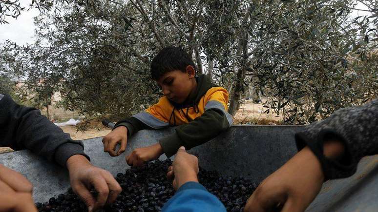 Os palestinos tentam salvar o que resta da sua colheita de azeitonas durante o cessar-fogo no sul de Gaza